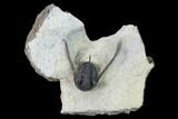 Cyphaspis Eberhardiei Trilobite - Foum Zguid, Morocco #164465-1